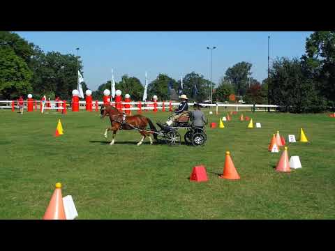 Fahrturnier Ostenfelde 14.8.2021