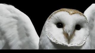 Deftones ► Diamond Eyes (Cover by Johari)