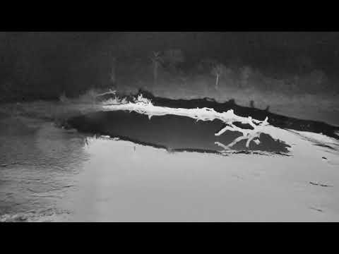 Djuma: Two Hyenas pass through then audio from them - 01:27 - 10/05/18