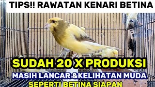 Download lagu TIPS!!MERAWAT KENARI BETINA AGAR LANCAR & AWET PRODUKSI mp3 Download lagu TIPS!!MERAWAT KENARI BETINA AGAR LANCAR & AWET PRODUKSI mp3