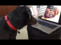 Stinky The Dog Watching Puppy Videos