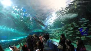preview picture of video 'Toronto Ripley's Aquarium'
