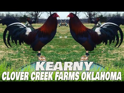 Beautiful Birds Kearny Penny Clover Creek Farms Oklahoma - Farm Visit