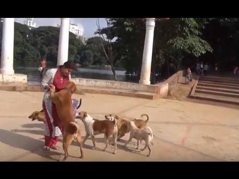 Love for dogs || ধানমণ্ডি লেকের কুকুরদের জন্য এক তরুণীর বিরল ভালোবাসা