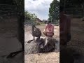 It S Hot So Time To Cool Down With Our Emus Cuthbert And Claire Emus Cuthbertthegoose