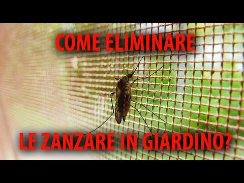 Quello che è parassiti e questo gli riguarda Trattare uova un verme al bambino