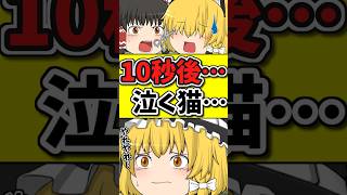 １０秒後・・・猫を泣かせてしまう霊夢！？伸びきった髪を切りたいだけなのに！ #shorts #ゆっくり茶番劇 #ゆっくり茶番