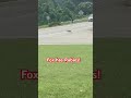 Fox has Rabies! #rabies #fox #fyp #wildlife #roadkill #conservative #foxsick
