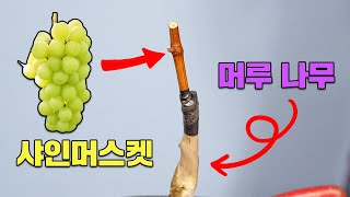 우리나라 고유 품종을 대목으로 하는 접목 방법ㅣ포도나무 접목ㅣ샤인머스켓, 캠벨, 머루