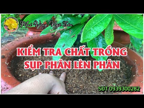 Cách kiểm tra chất trồng, tránh bị sụp phân lèn phân suy cây