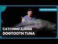 Reef Predators Chasing Monsters Nature Adventure Documentary
