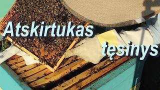 Atskirtukas 2026, tęsinys.