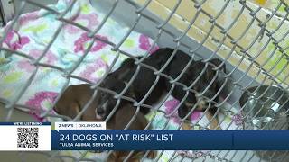Tulsa Animal Services: 24 dogs at risk as shelter reaches nearly double capacity