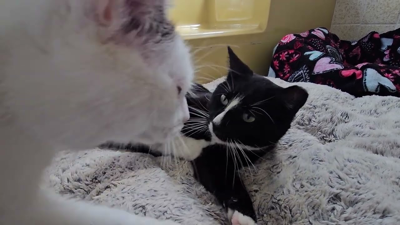 Enlarge Beautiful & Loving Binx - Your Cat's Best Friend, a Adoptable mixed breed in Buffalo, NY video 6/6