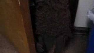 The Locust - Cattle Mutilation