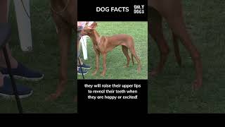 Pharaoh hounds, the smiling ones 😁 #shorts #dog