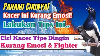 Download lagu Ciri-Ciri Kacer Tipe Dingin Yang Kurang Emosi Dan Solusinya mp3