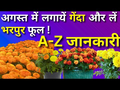 अगस्त में लगायें गेंदा और लें भरपुर फूल || बीज से पौधा लगाने तक की पूरी जानकारी || Marigold