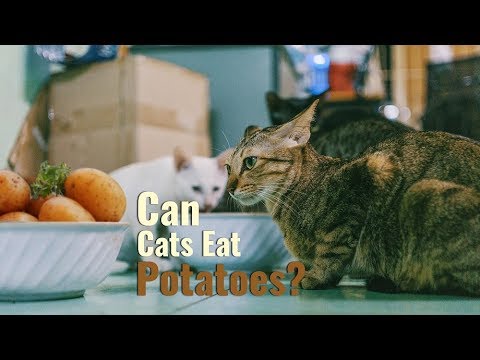 Can Cats Eat Potatoes? - YouTube