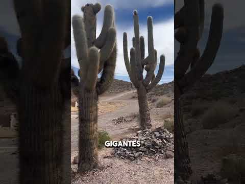 4 paradas IMPERDIBLES en el camino a Cachi desde Salta! Gracias a @paradanortetravel  @paradanortetr