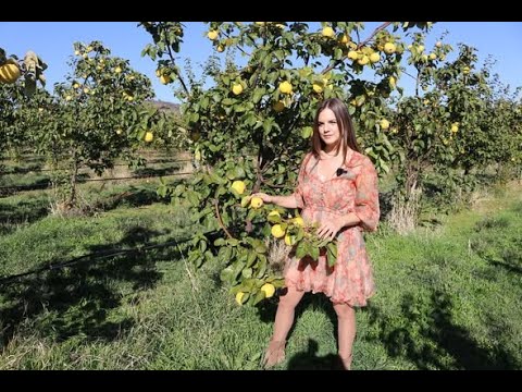 Destilerija Miko - Vino i Vinogradarstvo