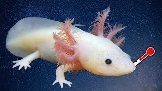 AXOLOTL HEALTH ISSUES & TREATMENTS | What to Do If Your Axolotl Is Sick