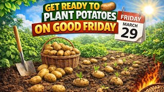 Get Ready to Plant Potatoes on Good Friday 🥔 Don’t Miss This Perfect Timing!