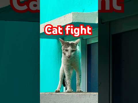 Cat Fight😛#viralvideo #viralshorts #trending #trendingshorts #travel #subscribe #like #share
