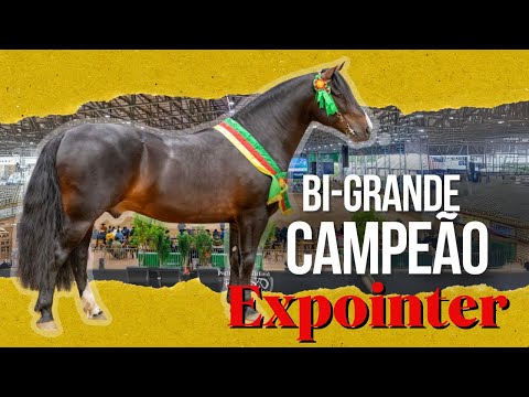 Final of the Morphology competition at EXPOINTER/Criollo Horse 2024