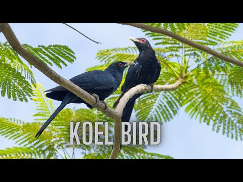Asian Koel Super Sound - Asian Koel Sound Effect