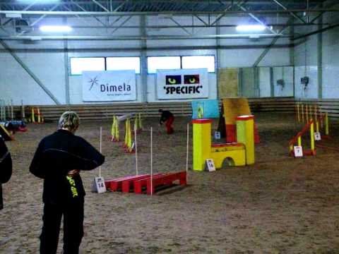 12.11.2011. Tartu agility. Glenn. AG1