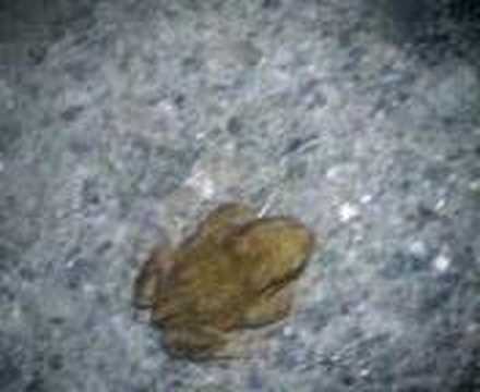 padder i heradsbygda