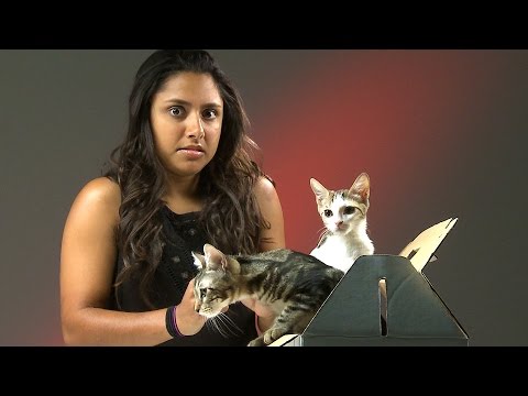 People Who Hate Cats Meet Kittens