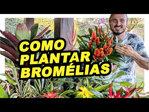 COMO PLANTAR BROMÉLIAS CORRETAMENTE