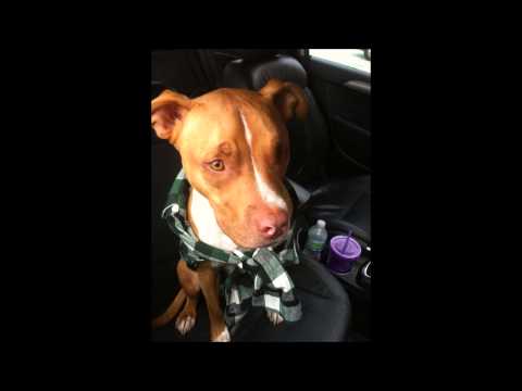 Zyklon ft  RayRayBeats