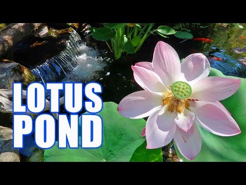 Lotus Pond | Vibepedia