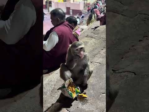 Sacred Snacks: A Kāmākhyā Regular Lives His Best Life
