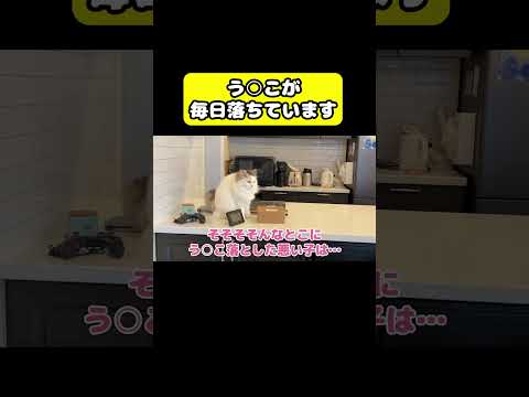 毎日う○こが落ちています　#猫 #おもしろ #アテレコ #ニャンチューバーつくし