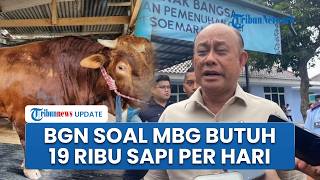 Pernah Lapor Prabowo MBG Butuh 19 Ribu Ekor Sapi per Hari, Kepala BGN Kini Sebut hanya Pengandaian