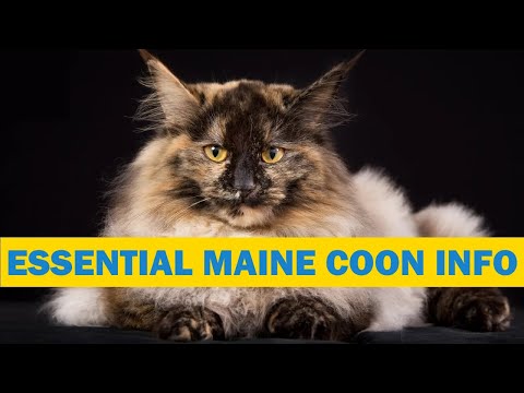 Maine Coon Cat 101 Guide: Helpful information before you buy or for new owners