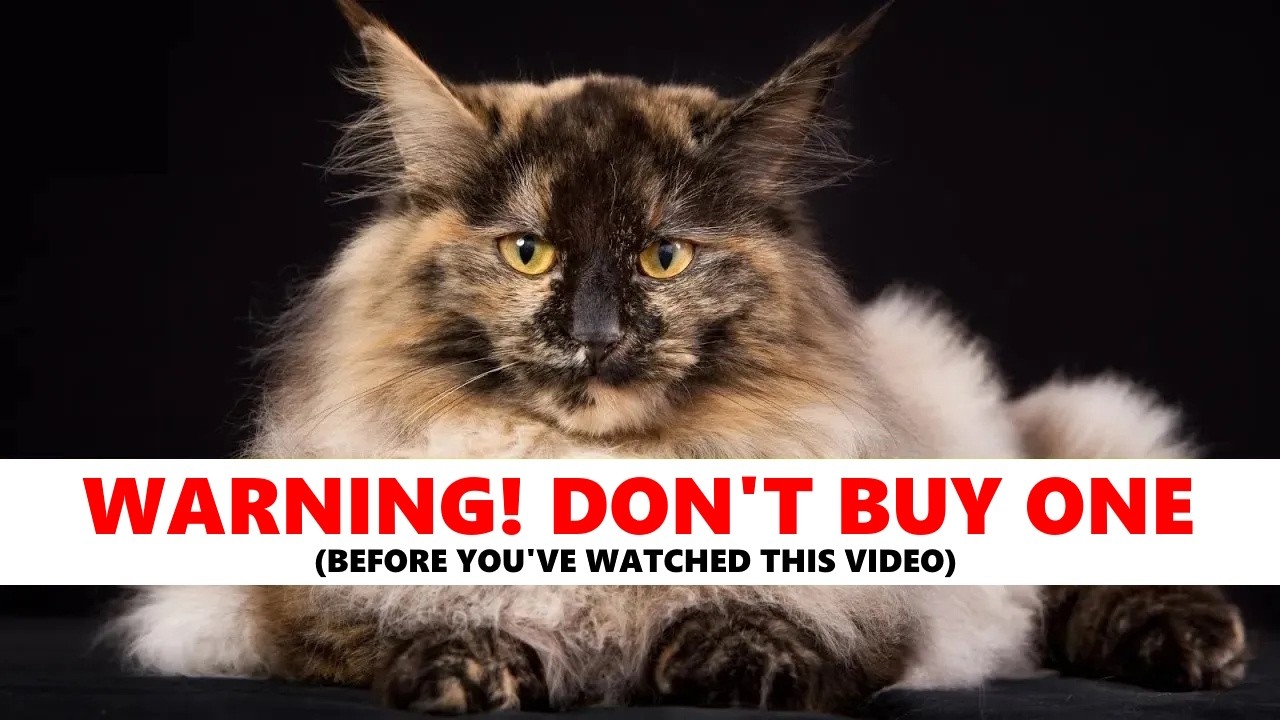 Maine Coon Cat 101 Guide: Helpful information before you buy or for new owners