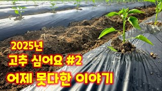 고추 심어요 두번째 이야기 괴산청결고추 부직포 터널 재배 그리고 일반재배 (고추재배방법)