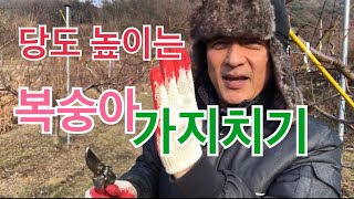 당도 높이는 복숭아 가지치기 정지전정 방법/ 복숭아 재배/ 동계전정