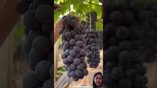 Download lagu testy testy fruits#viralvideo #grapefruit #ytshorts mp3