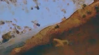 Download lagu Bee healed (432 hz music) | Ambient  Bee frequencies | Blissful Buzz of the Trigona Corvina mp3