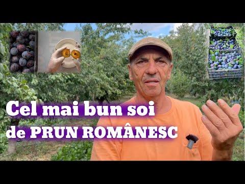 Cel mai bun soi de prun din România