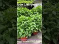How to grow 2000 peppers - Never water.  #pepper  #garden