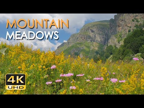 4K Mountain Meadows - Cricket & Grasshopper Sounds - Wild Flowers - Relaxing Nature Video - Ultra HD