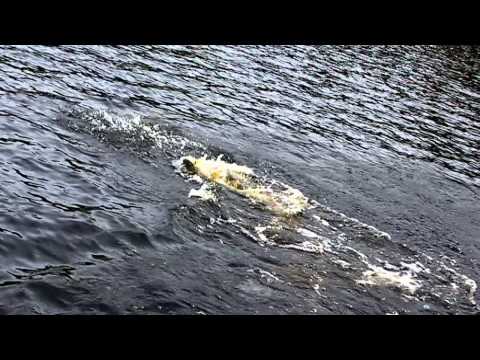 Gäddfiske med Team Adrenalin och Hajmat - Pike fishing with Team Adrenalin and Hajmat, October 2011