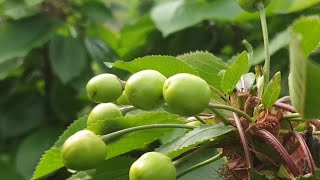 체리나무 모든것 진도명량체리원 19.05.14현재모습 sweet cherry tree (체리묘목.체리대목.콜…